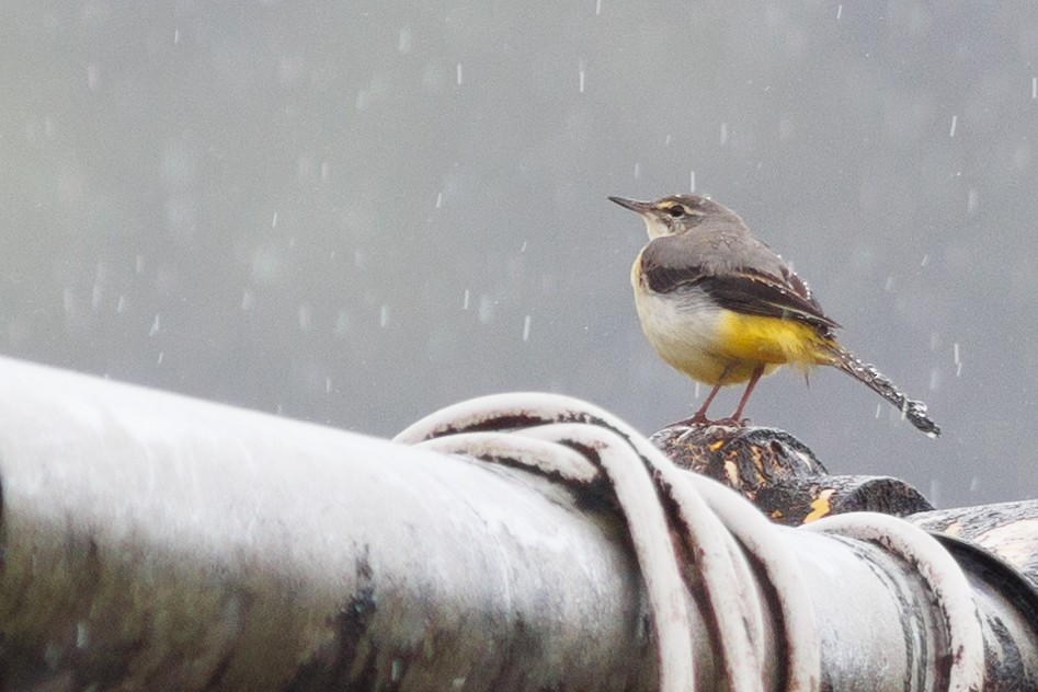 Gray Wagtail - ML621815263