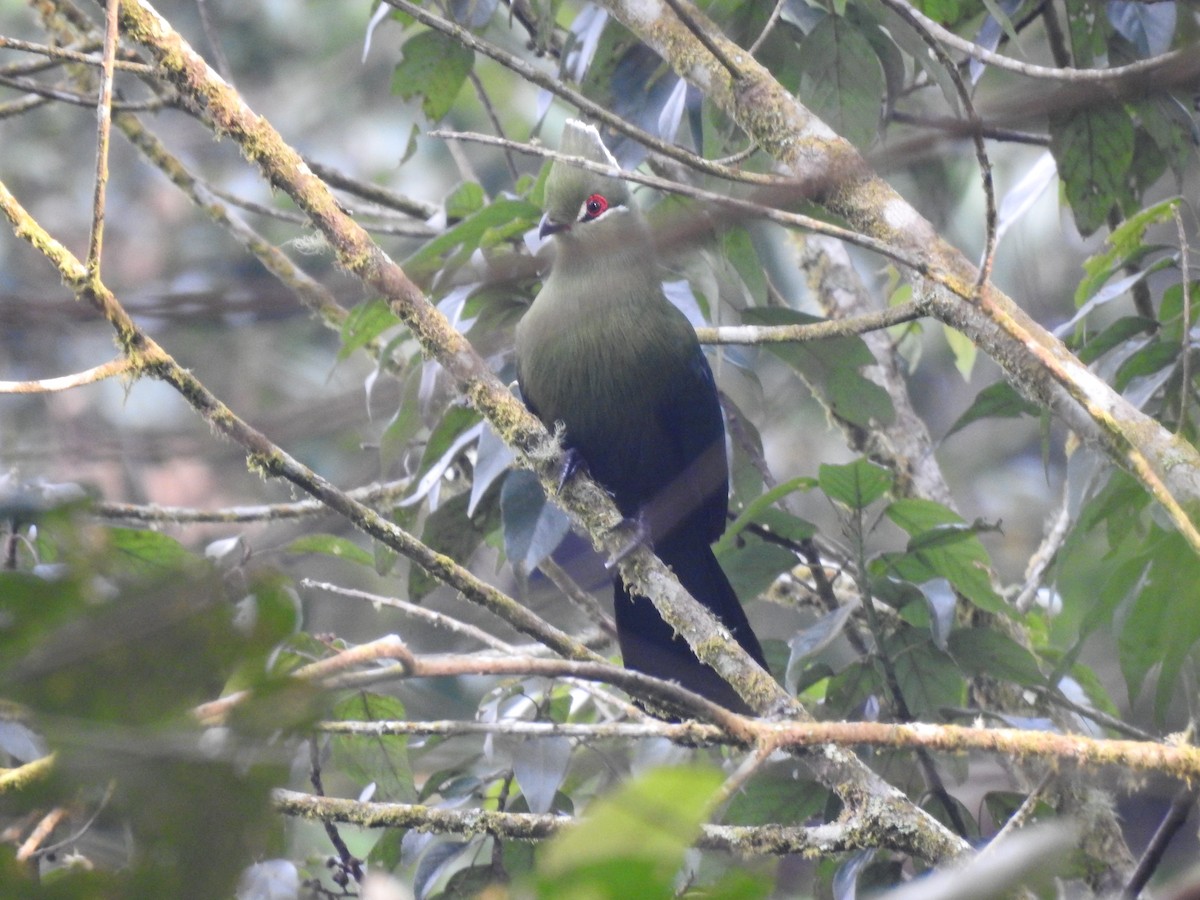 Black-billed Turaco - Wenyi Zhou