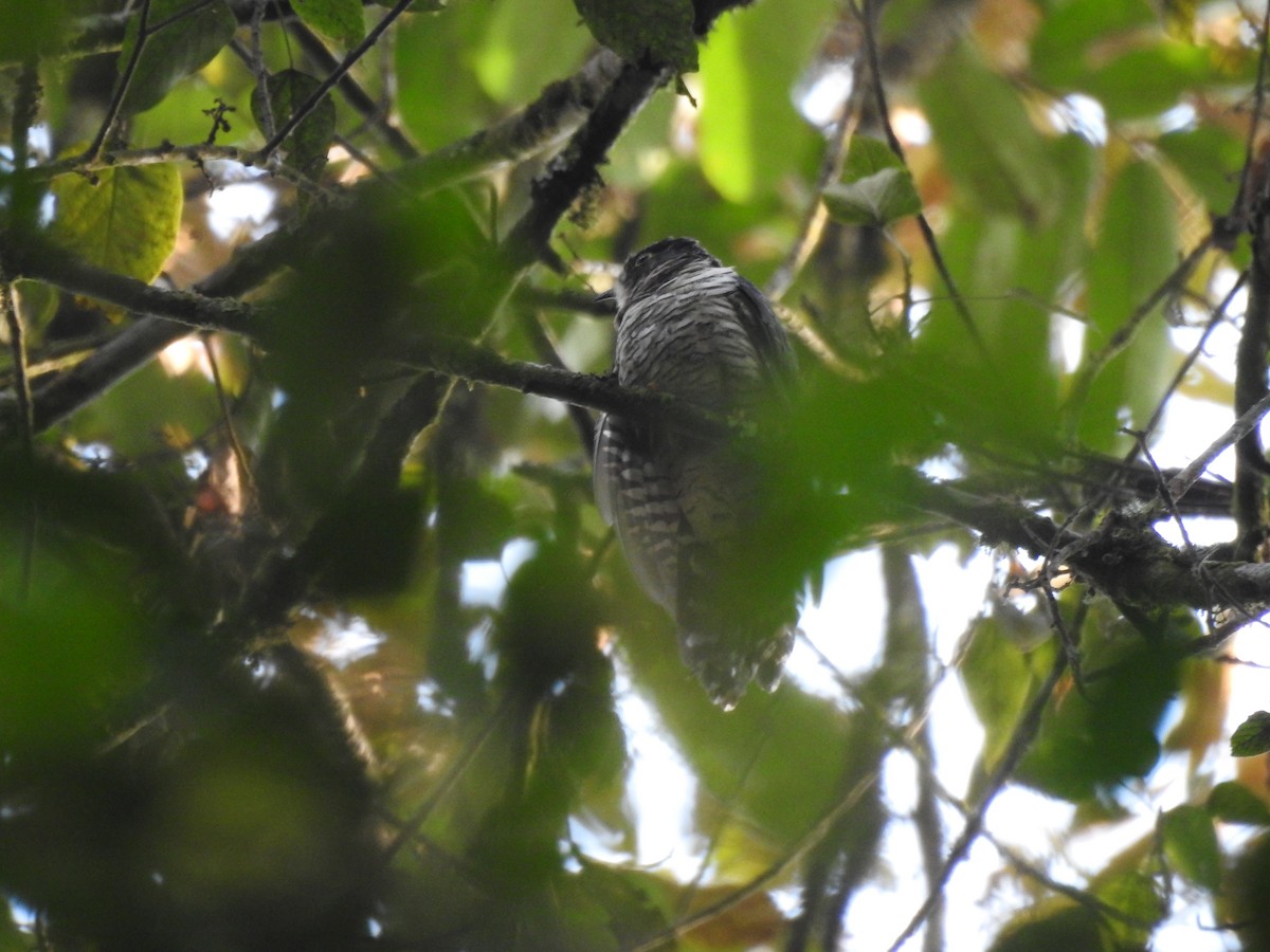 Barred Long-tailed Cuckoo - ML621815451
