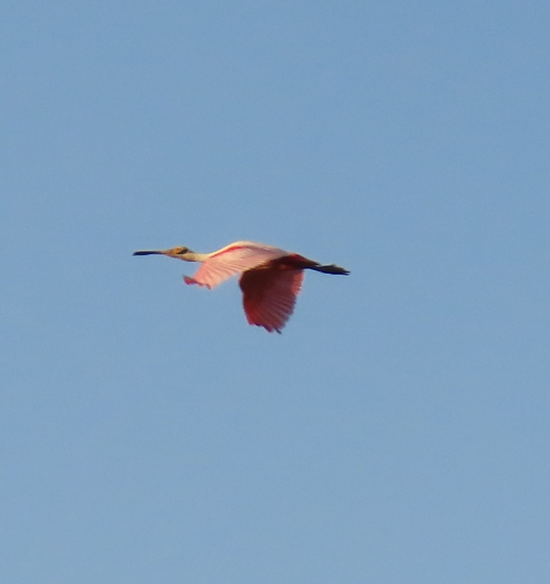 Roseate Spoonbill - ML621815457