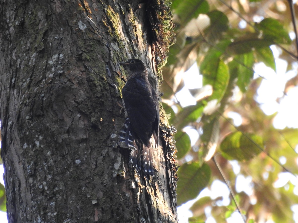 Barred Long-tailed Cuckoo - ML621815460