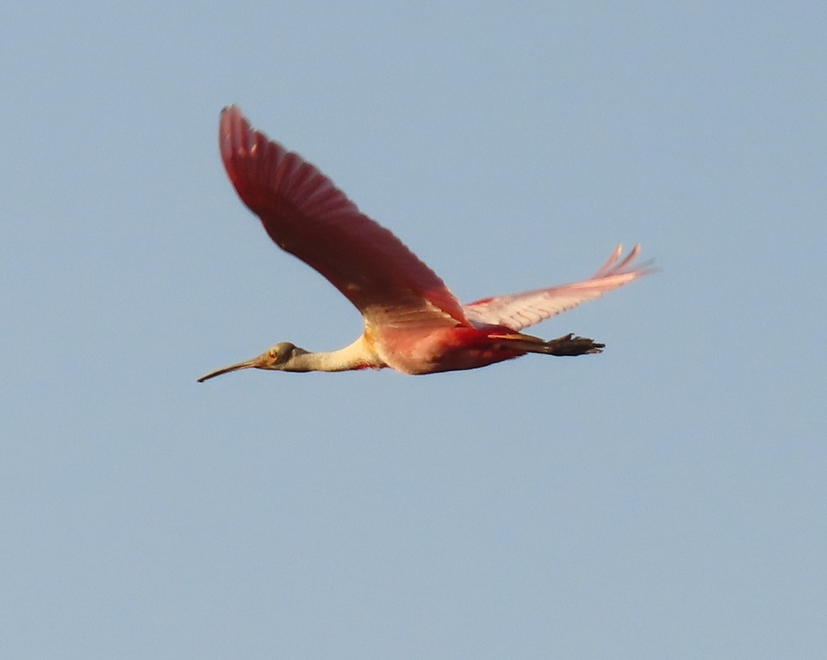 Roseate Spoonbill - Carla Parkinson