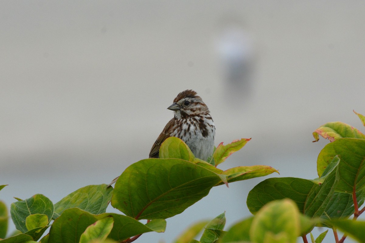 Song Sparrow - ML621815467