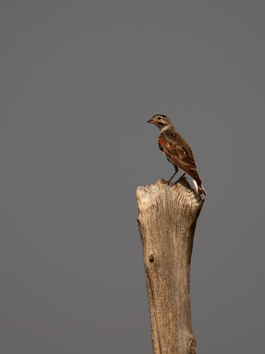 Thick-billed Longspur - ML621815468