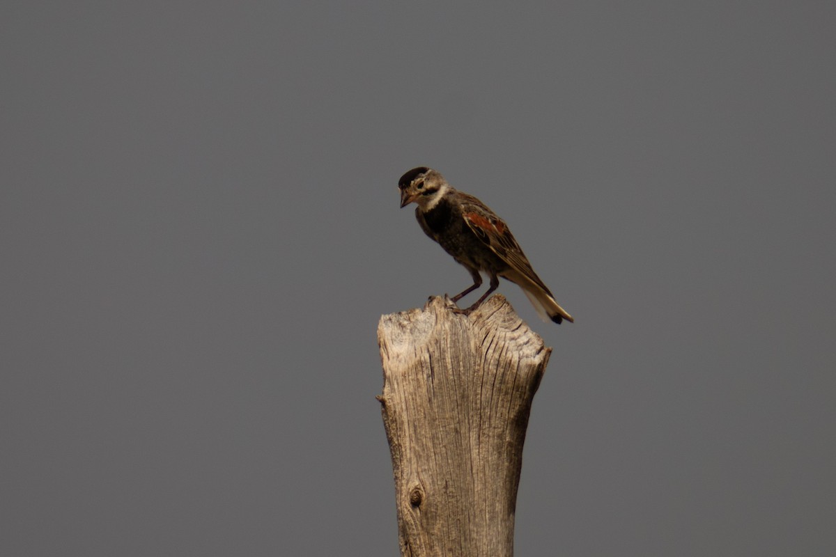 Thick-billed Longspur - ML621815469