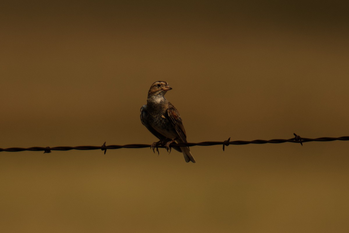 Thick-billed Longspur - Jason hs