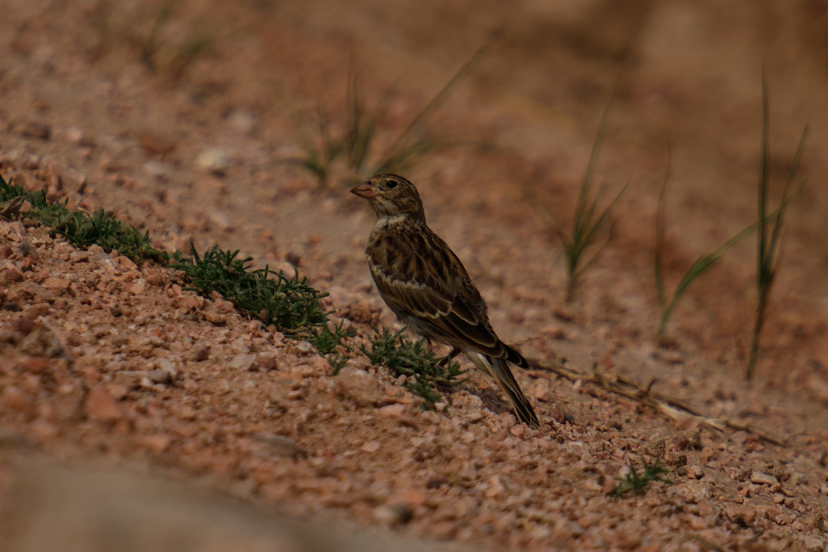 Thick-billed Longspur - ML621815471