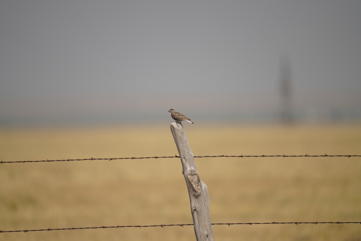 Thick-billed Longspur - ML621815475