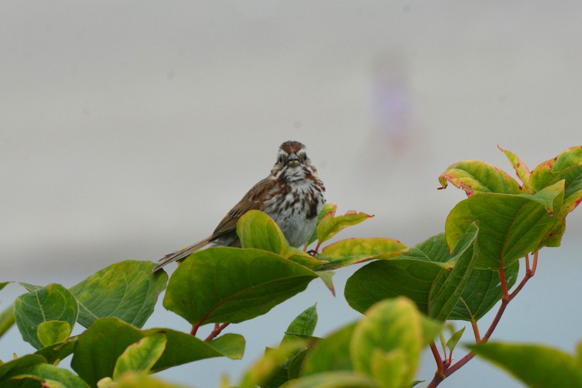 Song Sparrow - ML621815484