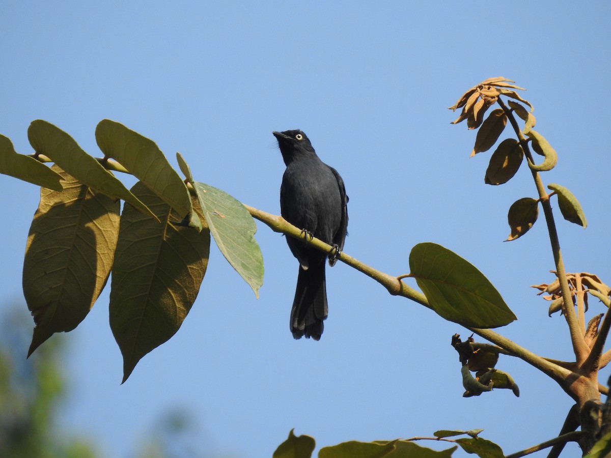 Yellow-eyed Black-Flycatcher - ML621815506