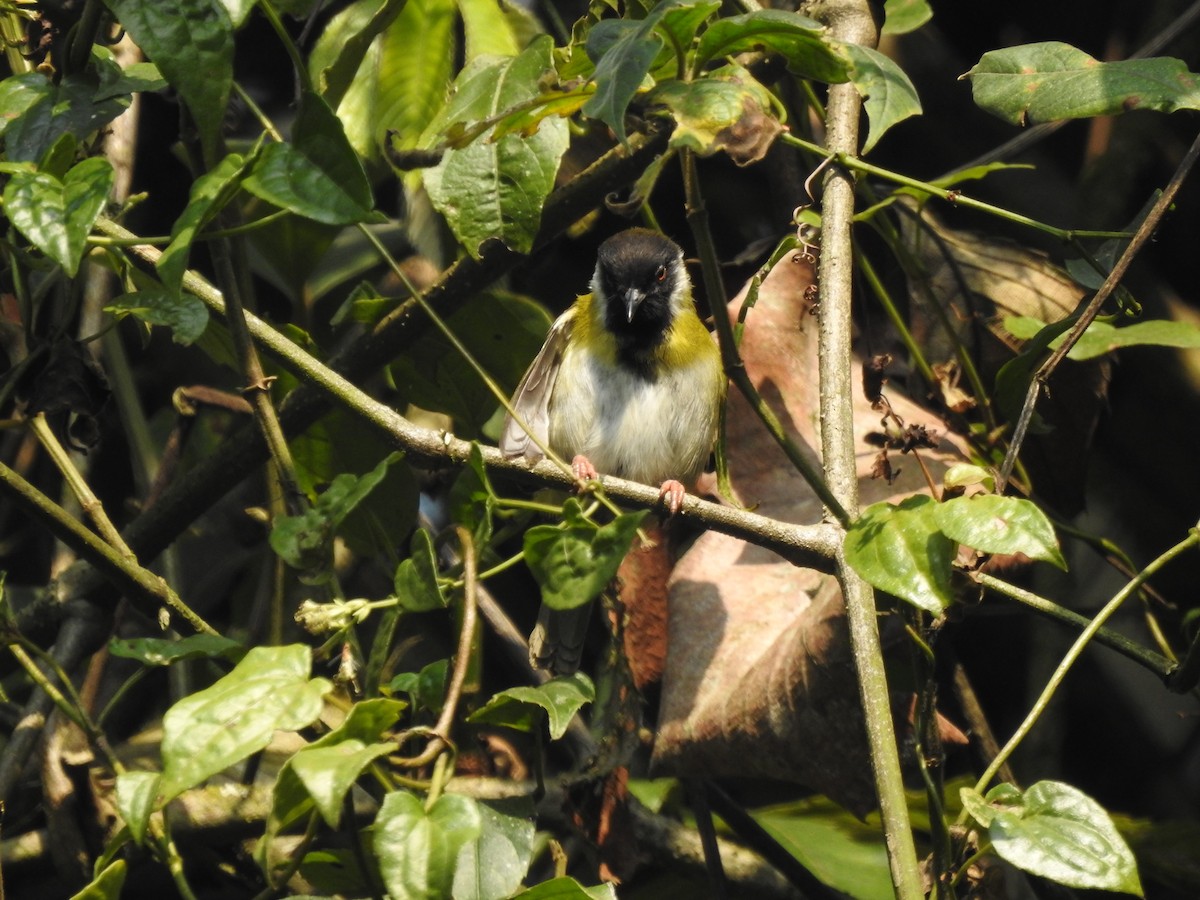 Black-faced Apalis - ML621815530