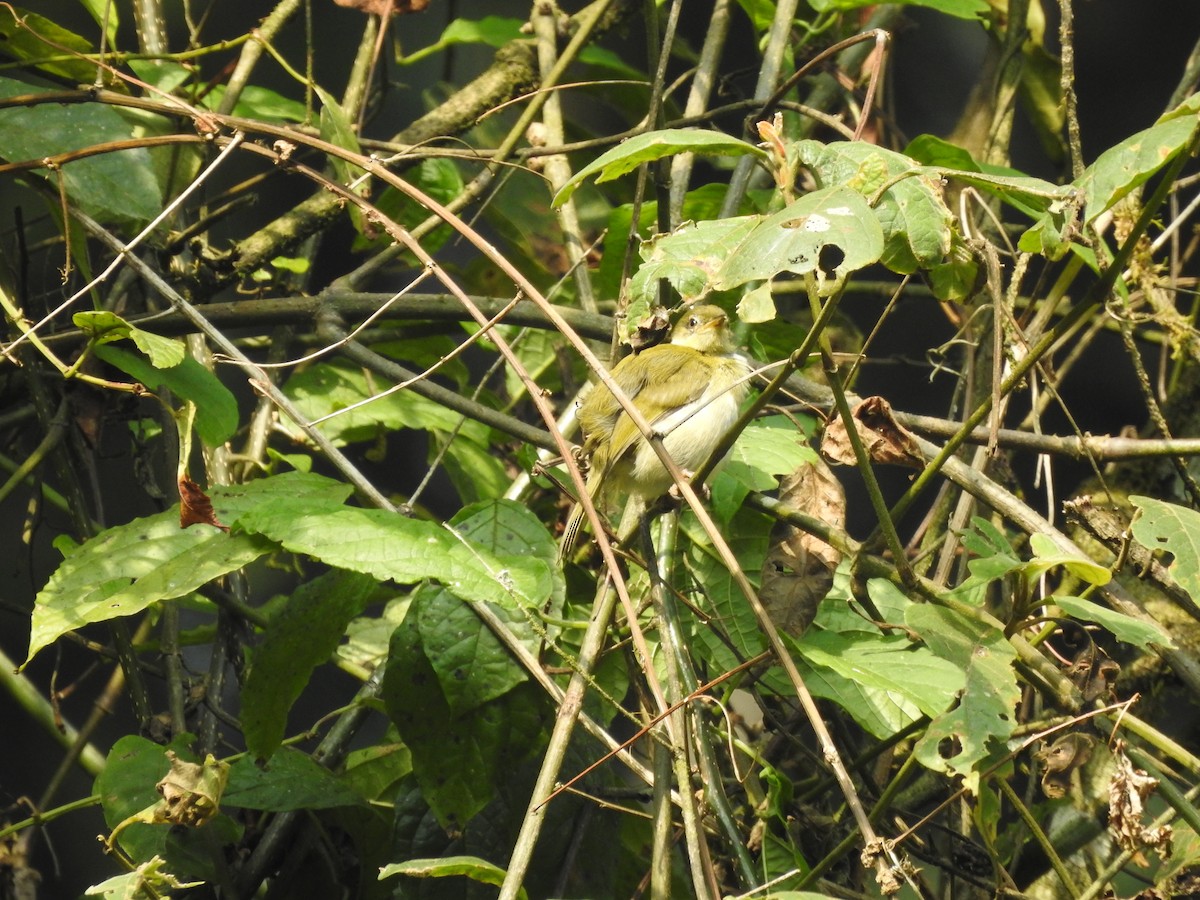 Black-faced Apalis - ML621815533