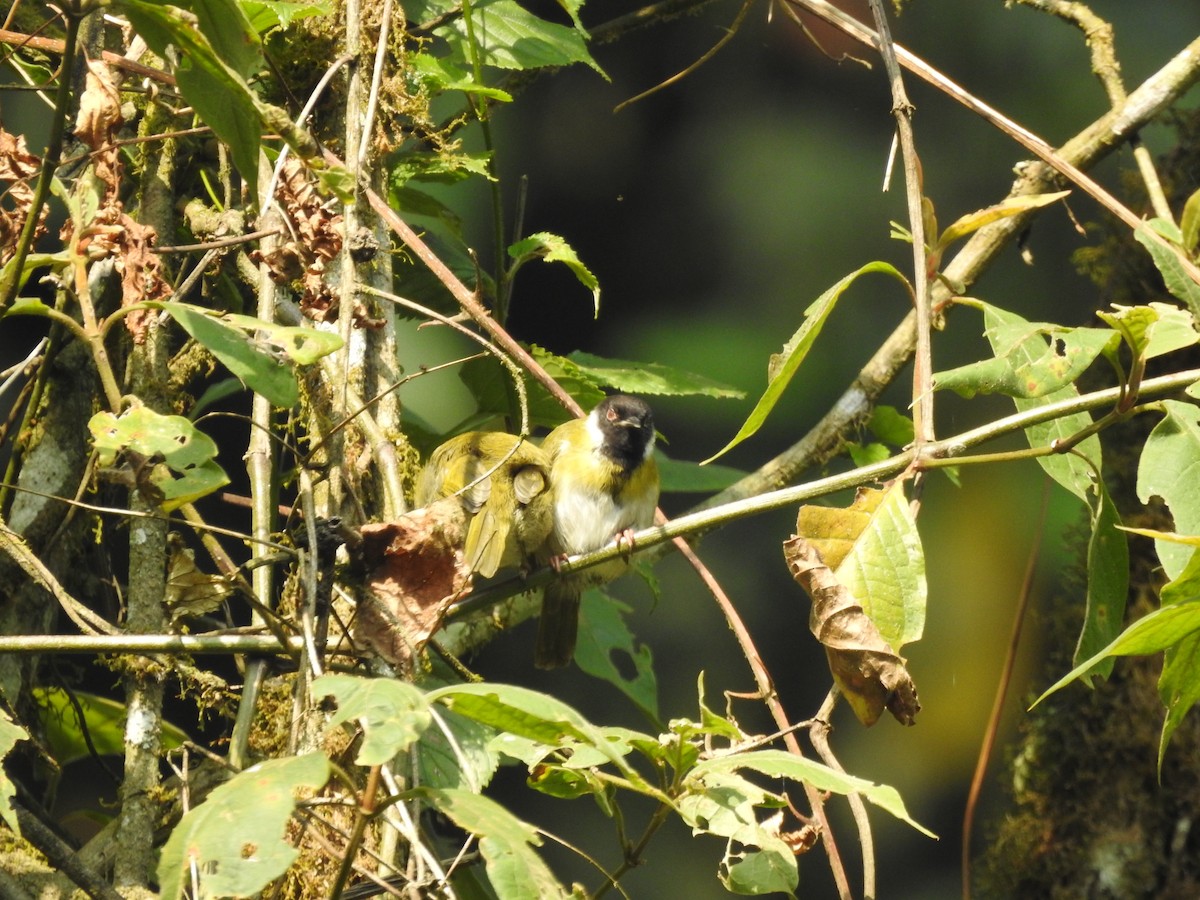 Black-faced Apalis - ML621815550