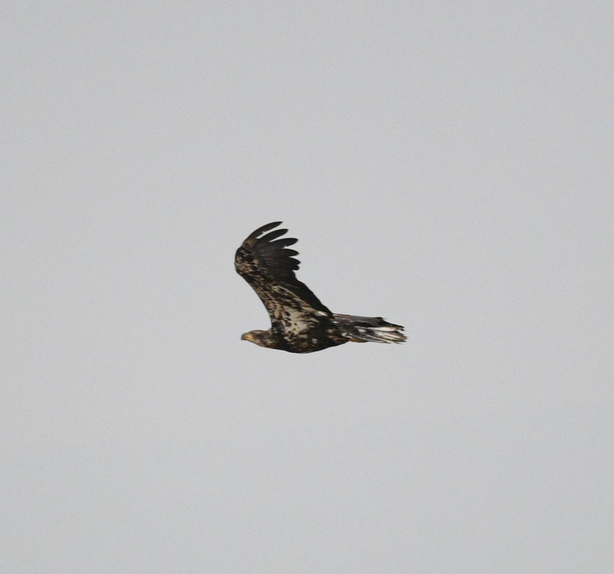 Bald Eagle - ML621815553