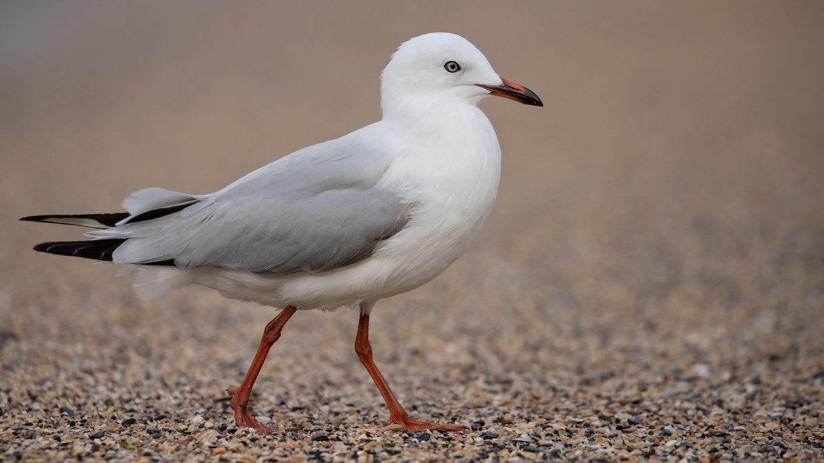 Silver Gull (Silver) - ML621815589