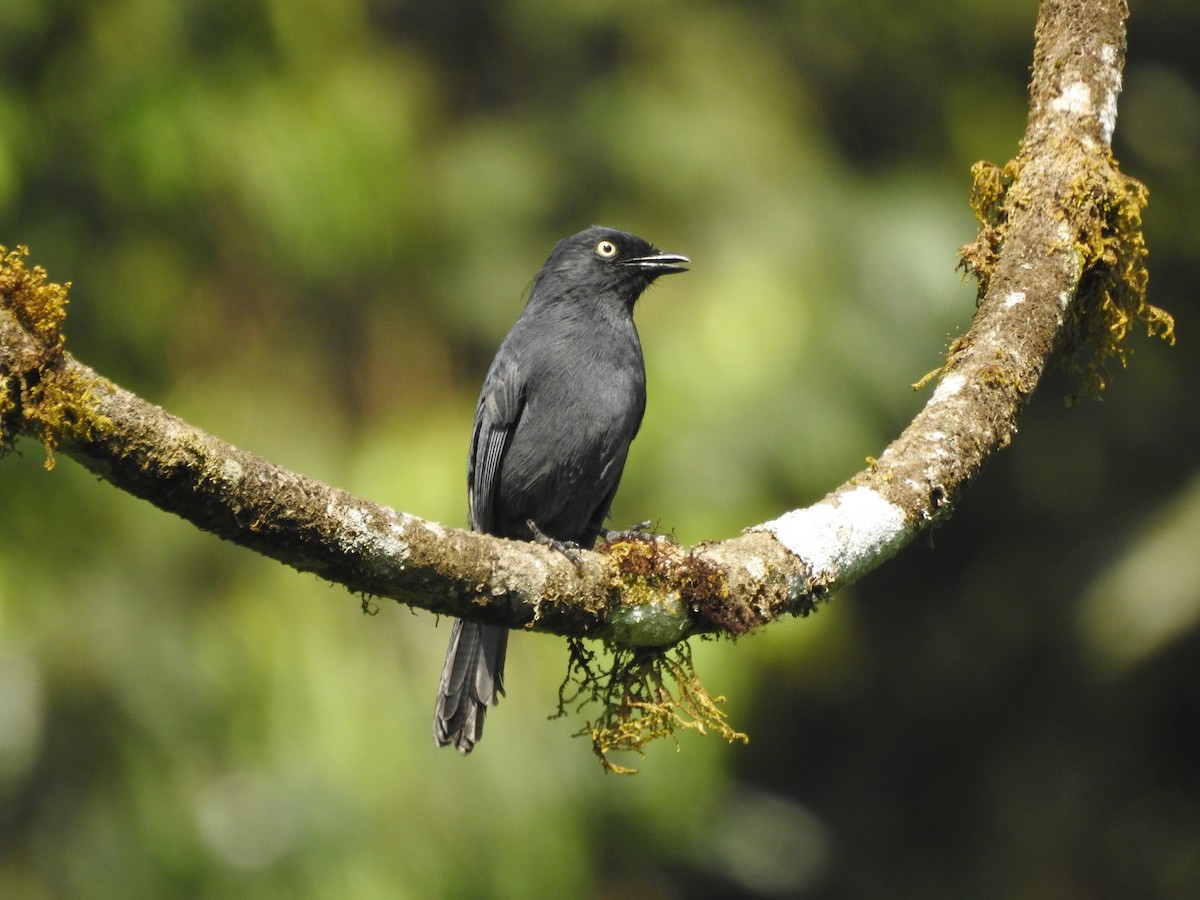 Yellow-eyed Black-Flycatcher - ML621815598