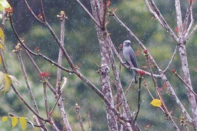 Bar-bellied Cuckooshrike - Nathan Goldberg