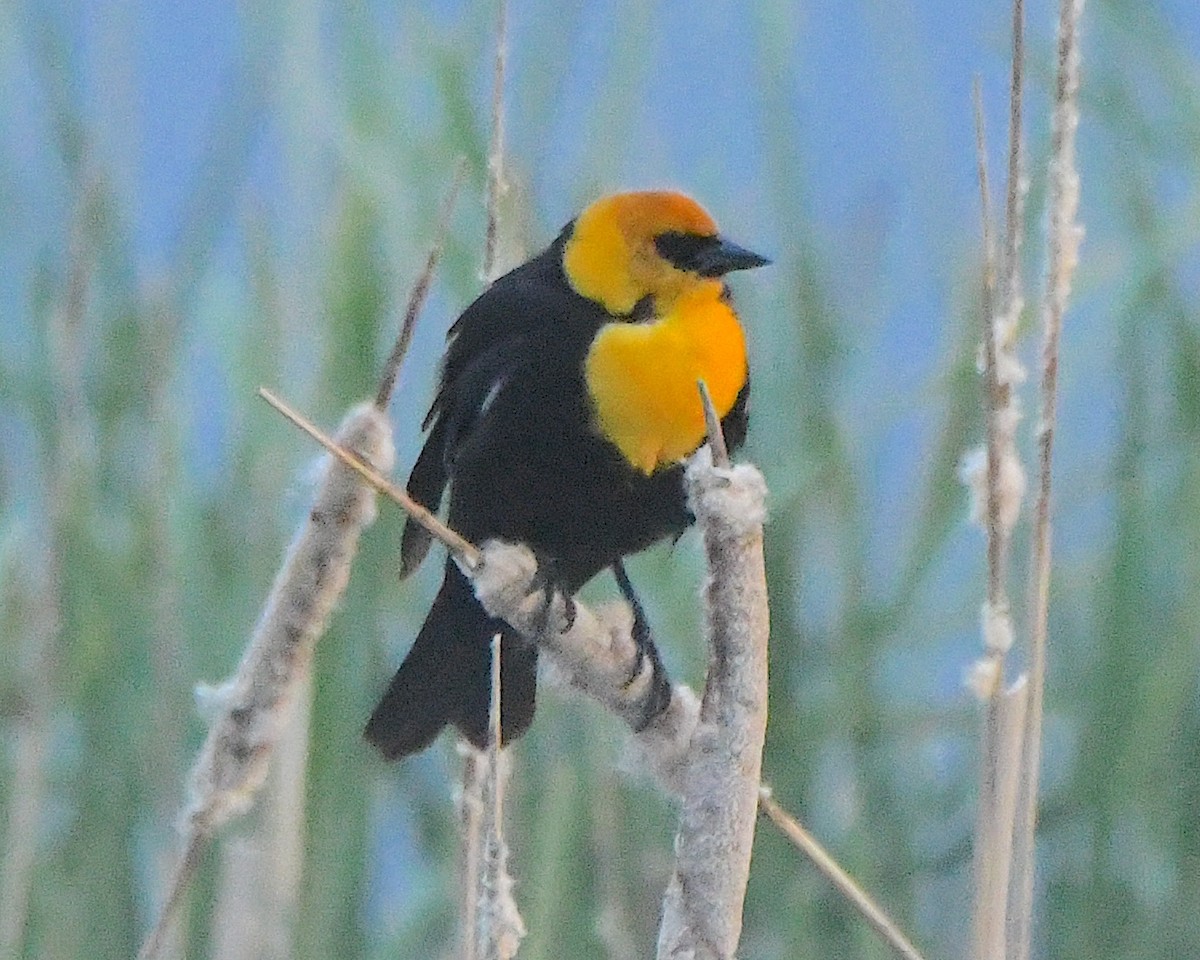 Yellow-headed Blackbird - ML621815613