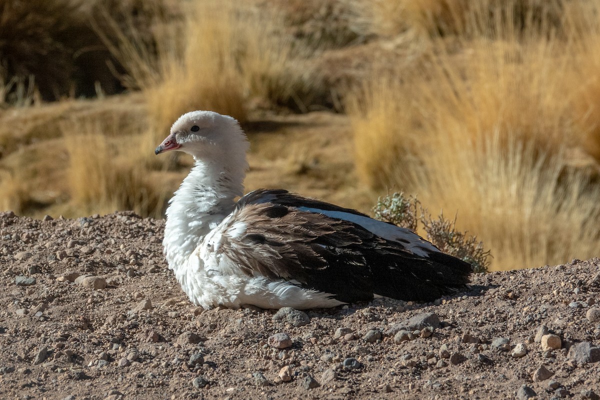 Andean Goose - ML621815624