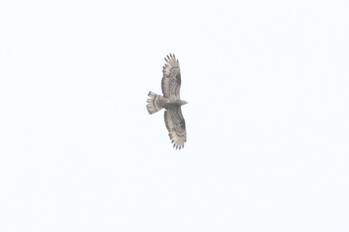 European Honey-buzzard - ML621815627