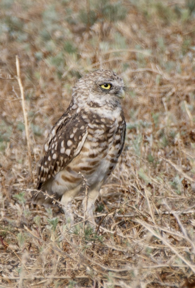 Burrowing Owl - ML621815634