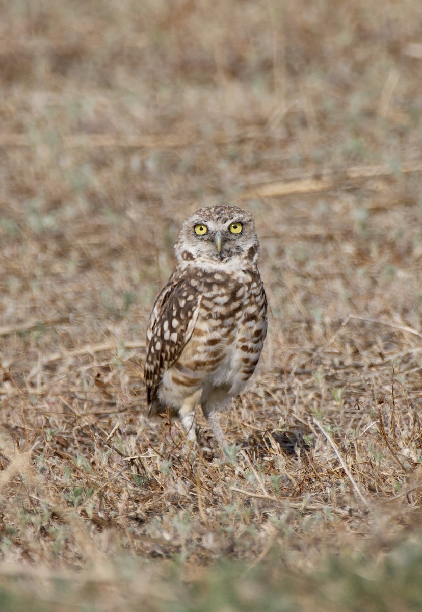 Burrowing Owl - ML621815636