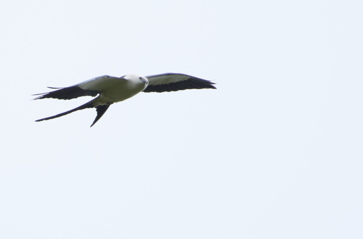 Swallow-tailed Kite - ML621815641