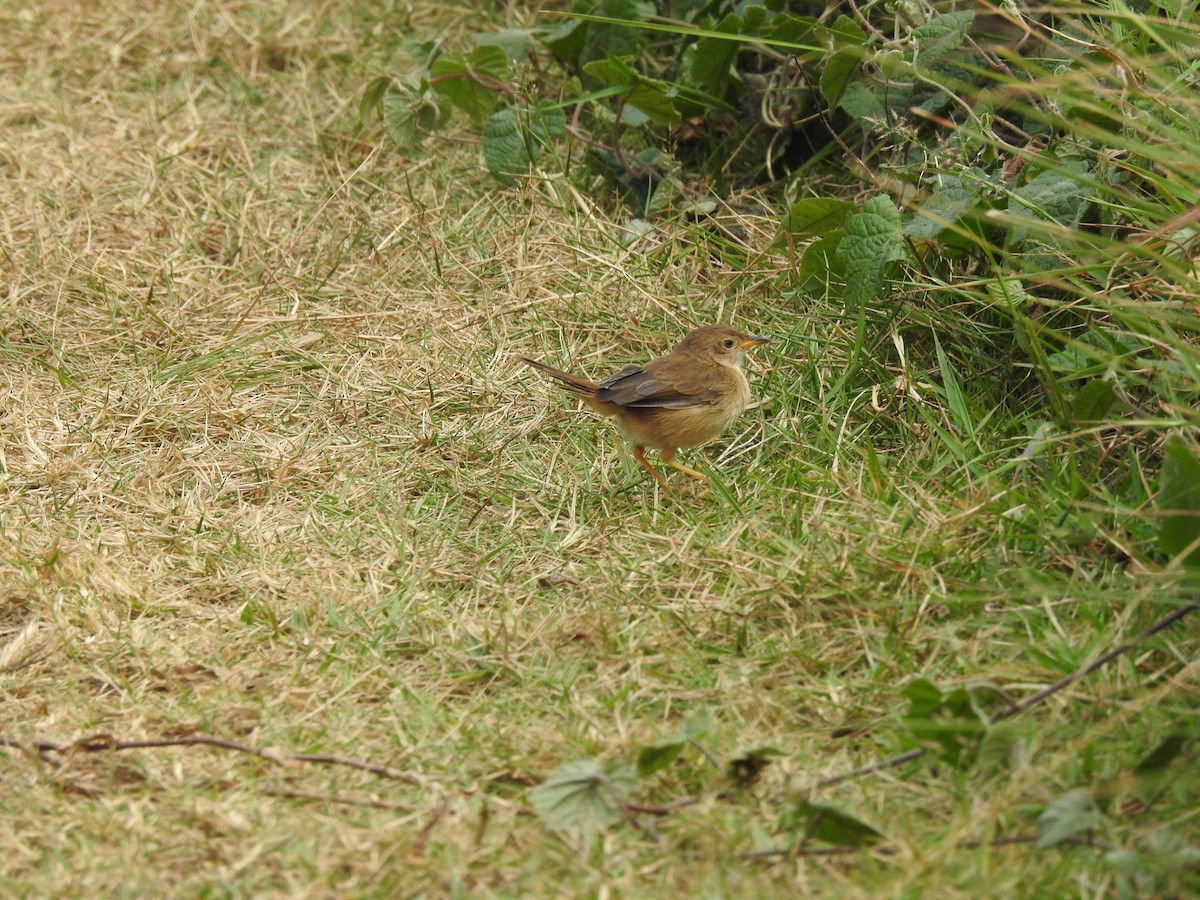 Siffling Cisticola - Wenyi Zhou