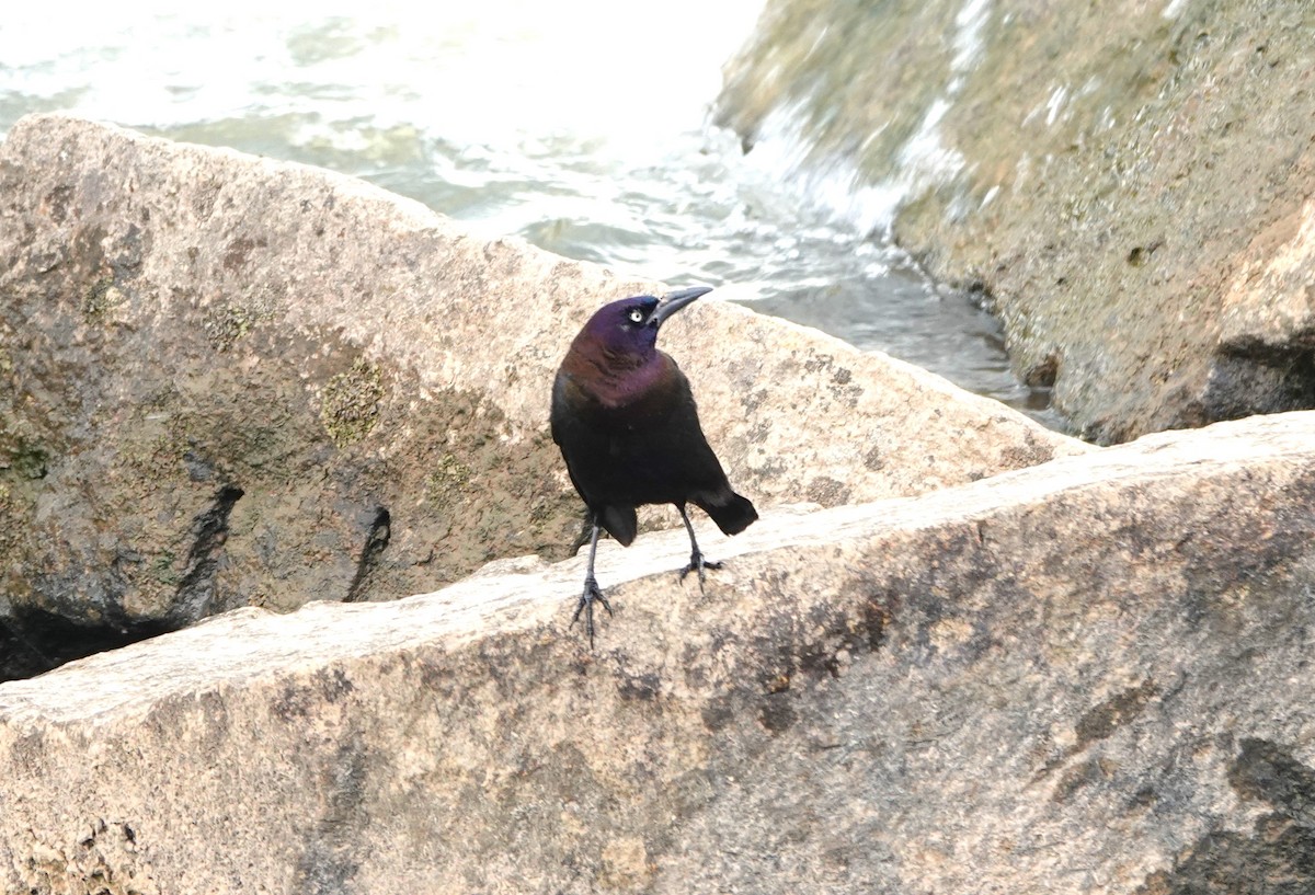 vlhovec lesklý (ssp. versicolor) - ML621815656