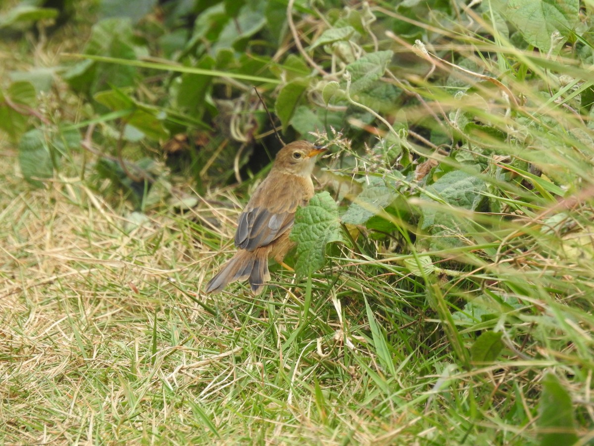 Siffling Cisticola - ML621815659