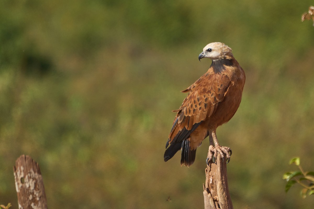 Black-collared Hawk - ML621815664