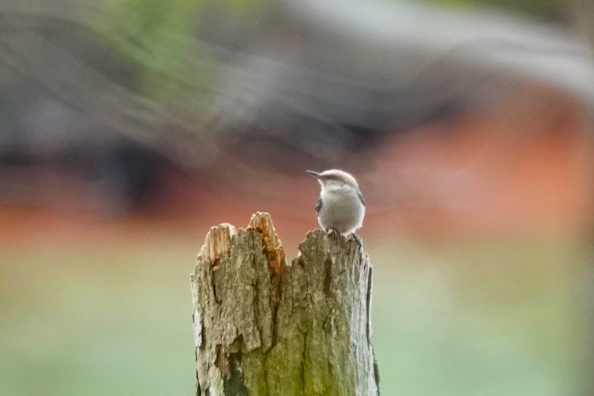 Brown-headed Nuthatch - ML621815682