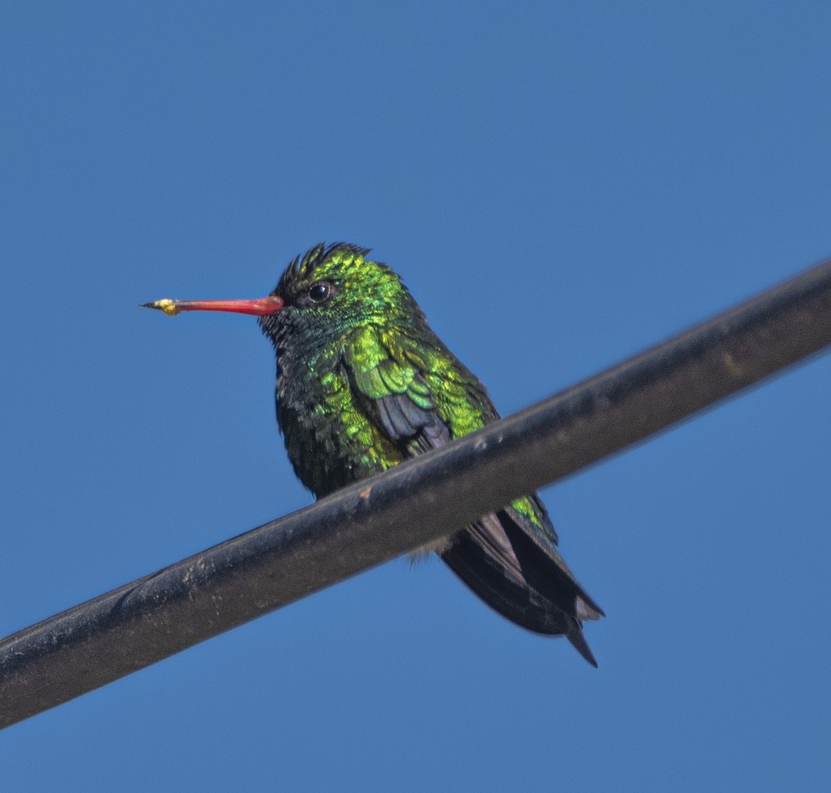 Glittering-bellied Emerald - ML621815738