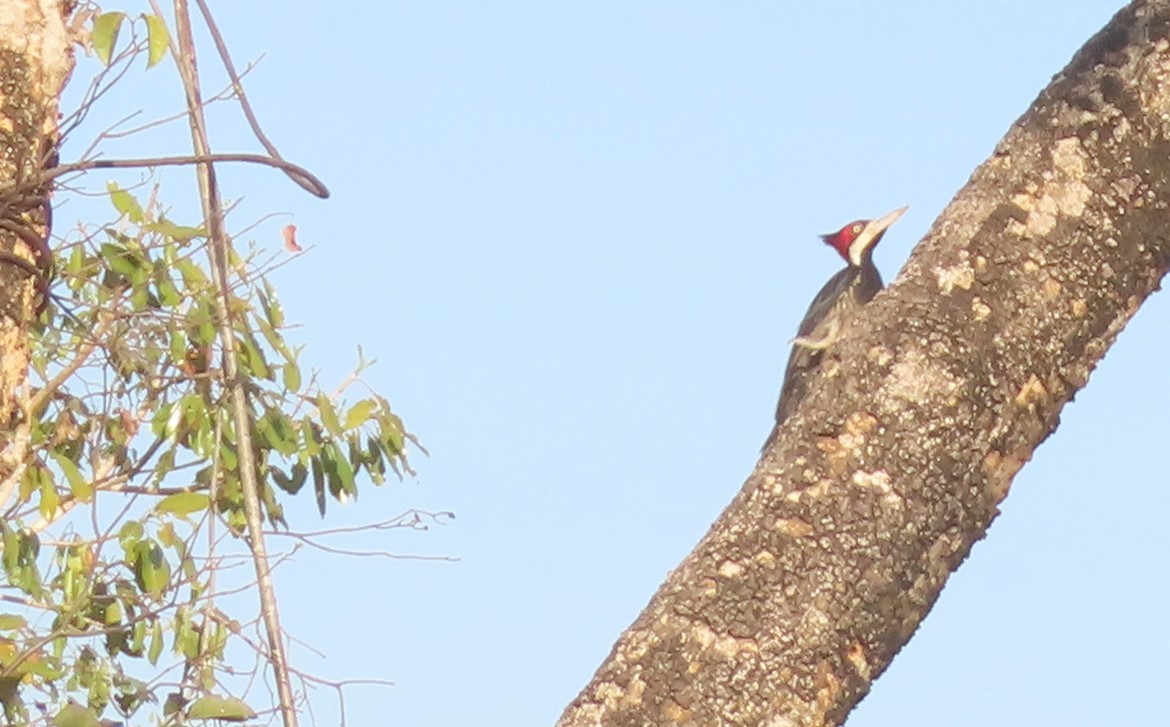 Crimson-crested Woodpecker - ML621815782