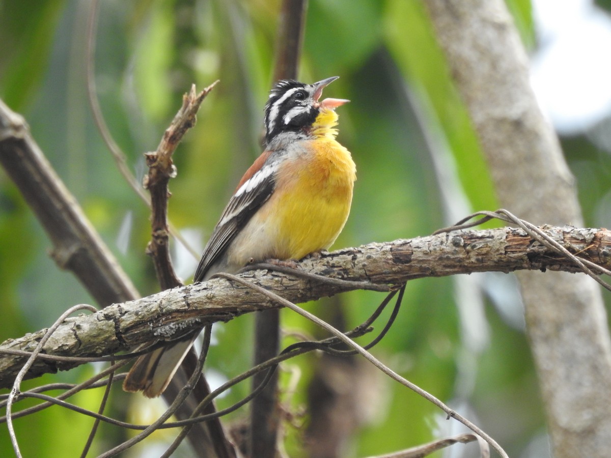 Golden-breasted Bunting - ML621815786