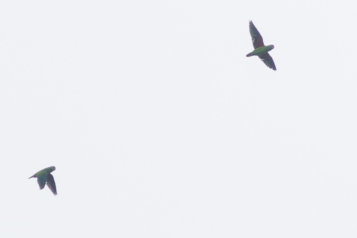 Simeulue Parrot - ML621815790