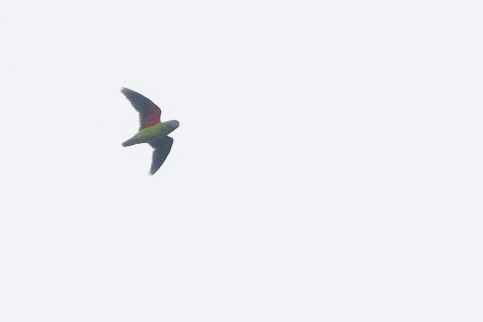 Simeulue Parrot - ML621815792