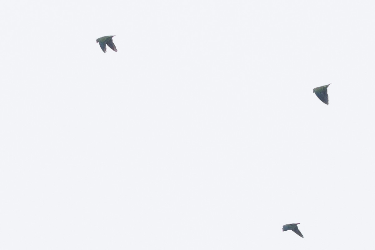 Simeulue Parrot - ML621815794