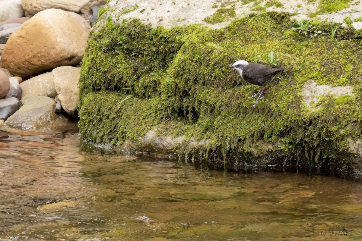 White-capped Dipper - ML621815802