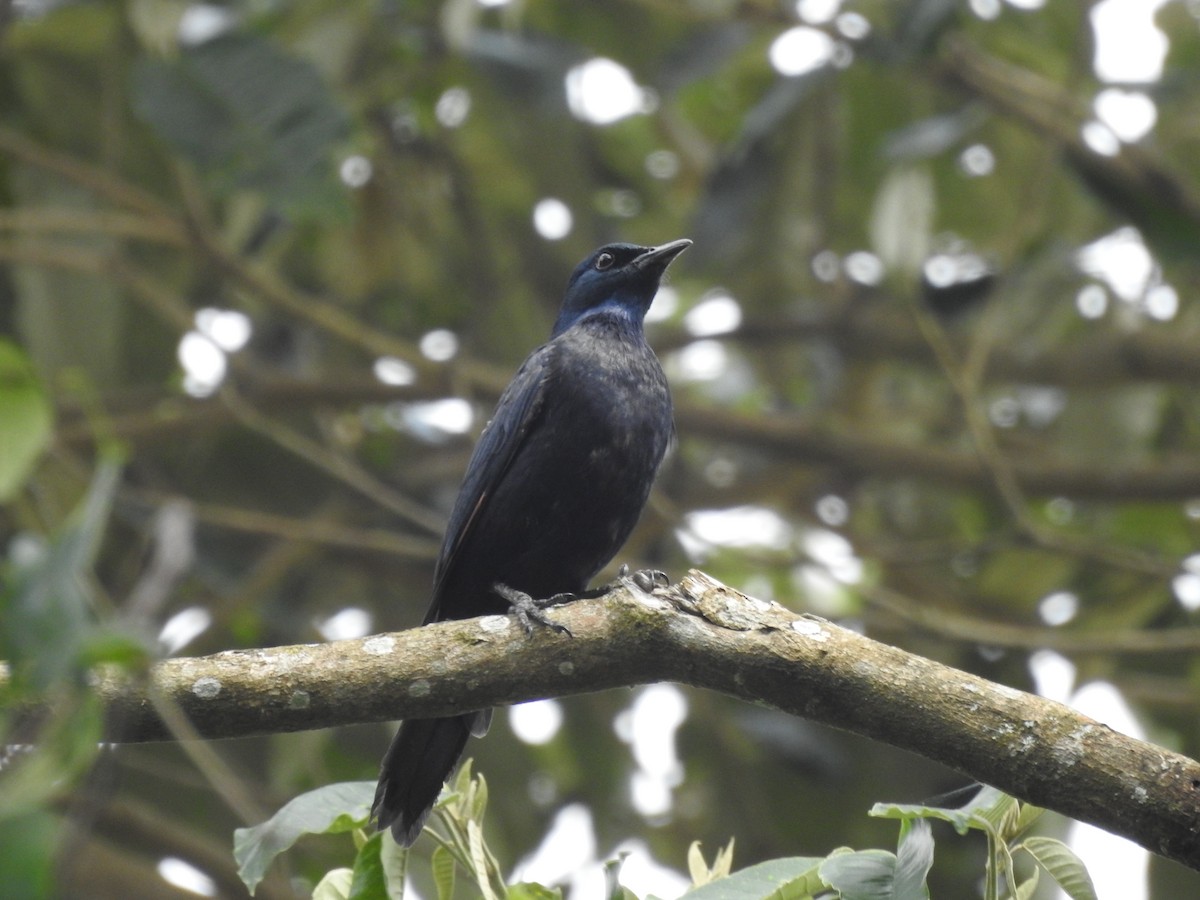 Waller's Starling - ML621815811