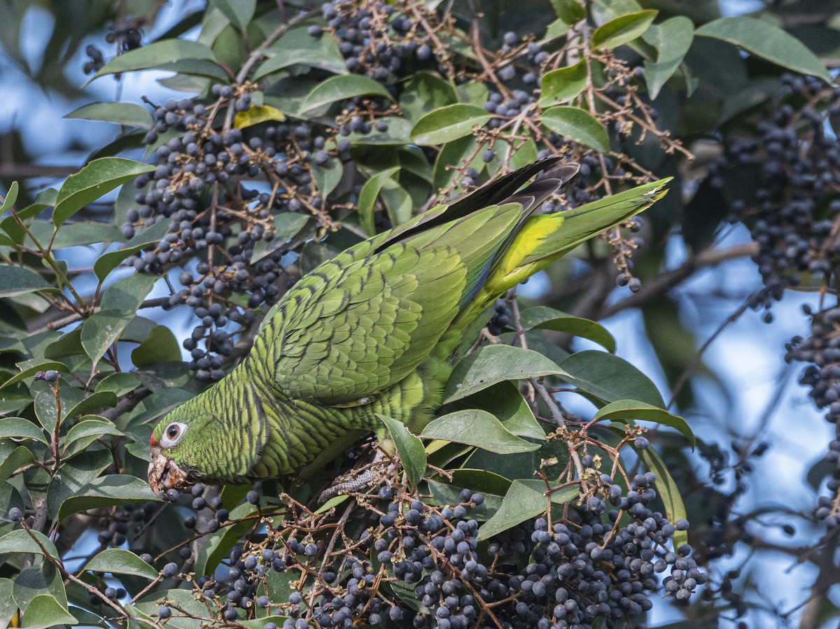 Tucuman Parrot - ML621815824