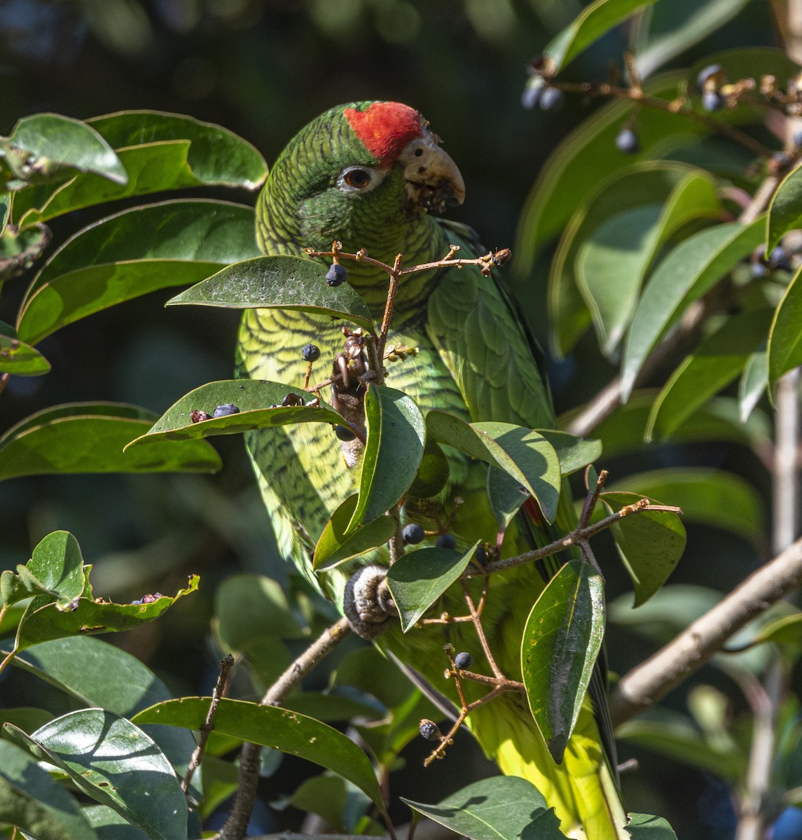 Tucuman Parrot - ML621815825