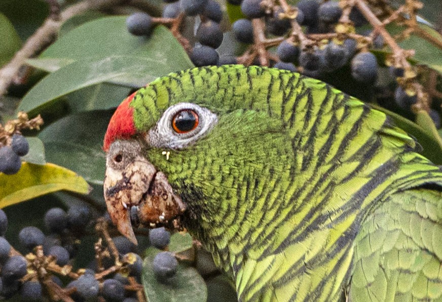 Tucuman Parrot - Daniel Luciano