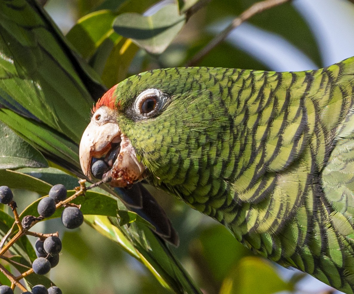 Tucuman Parrot - ML621815827