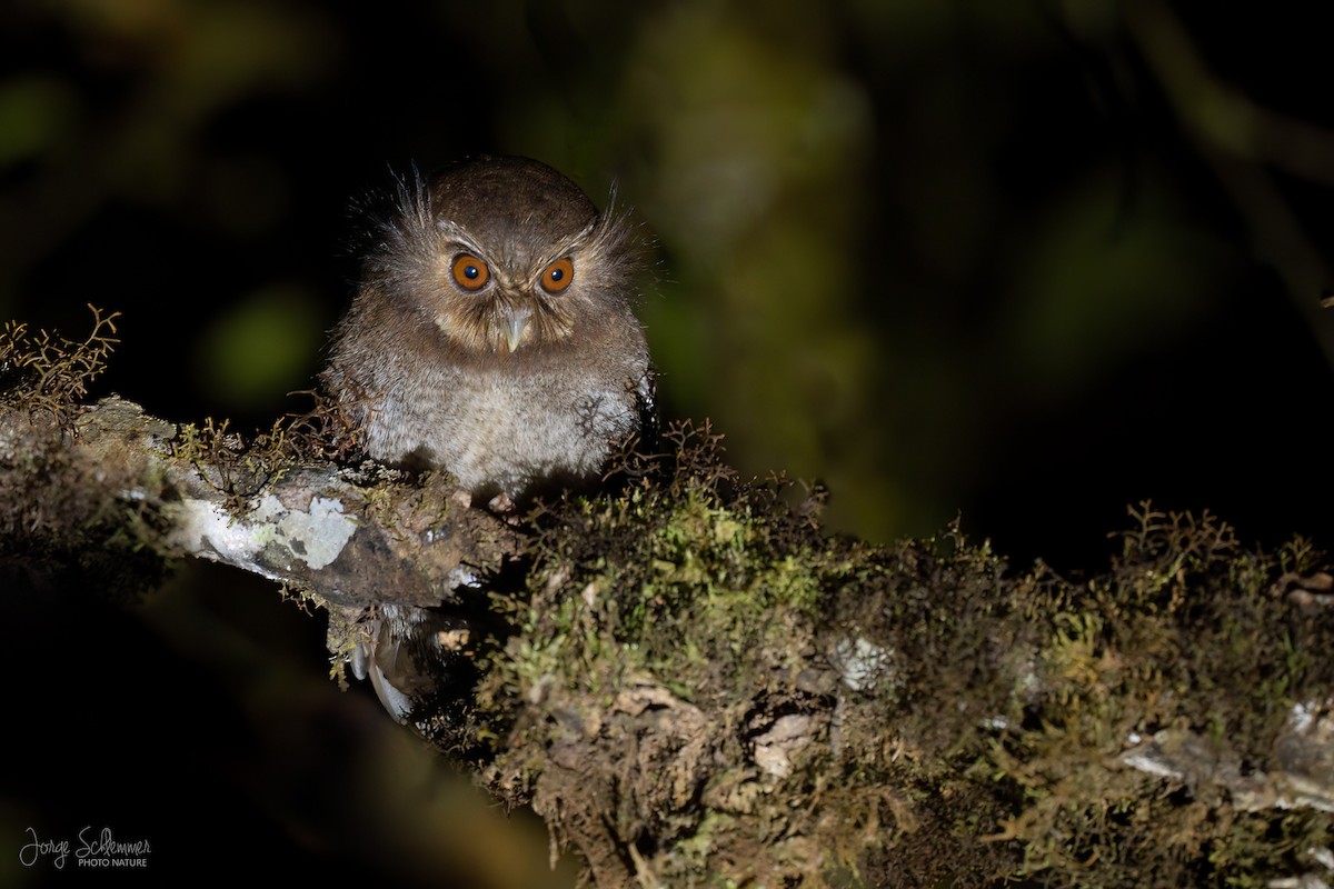 Long-whiskered Owlet - ML621815831