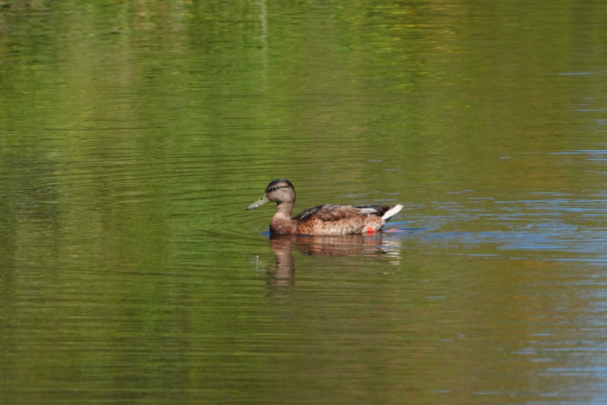 Canard colvert - ML621815841