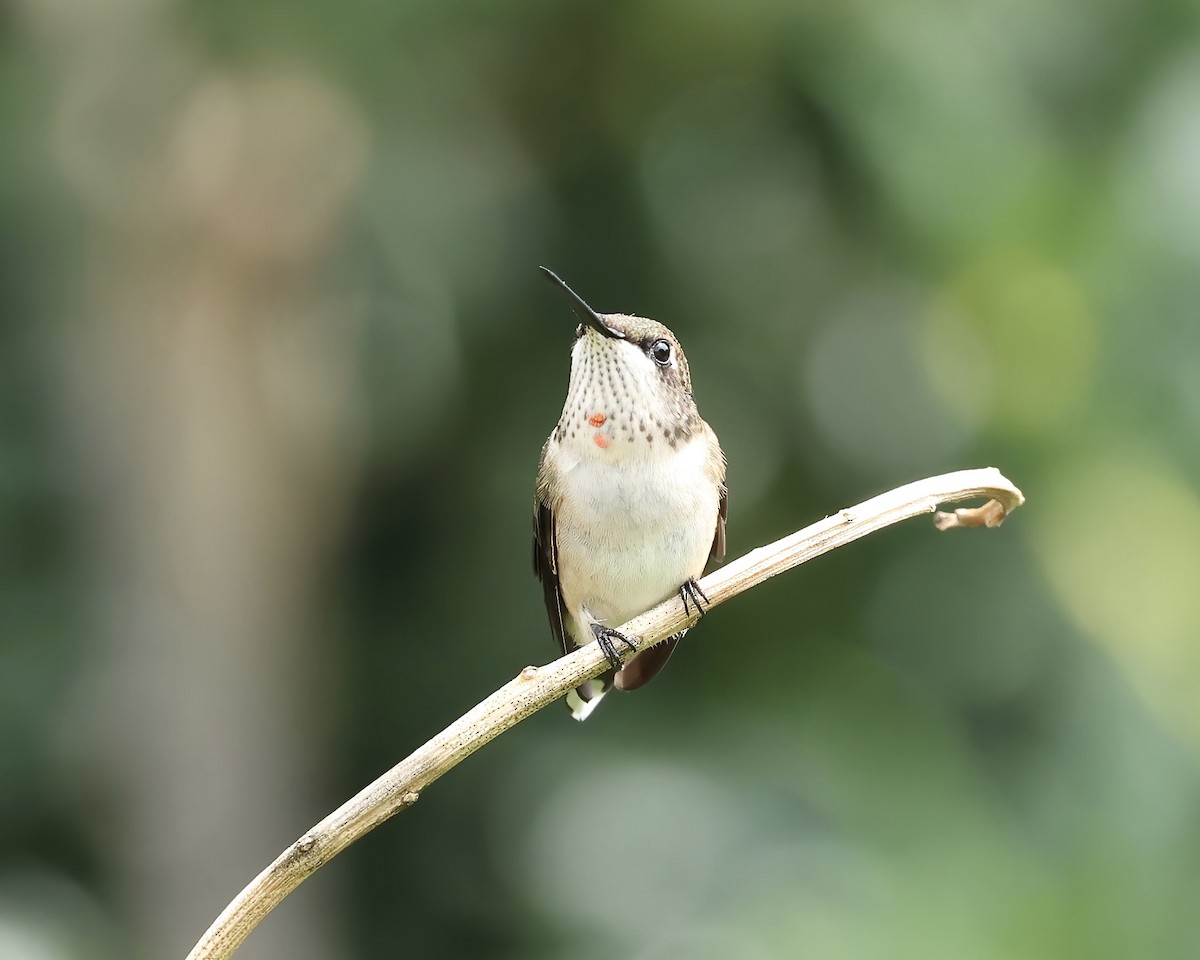 Ruby-throated Hummingbird - ML621815856