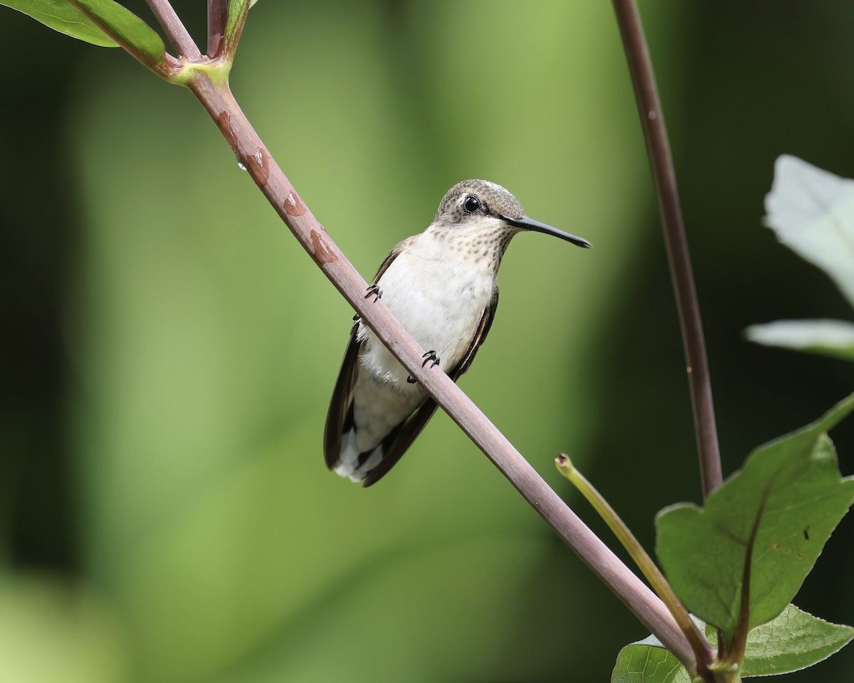 Ruby-throated Hummingbird - ML621815857