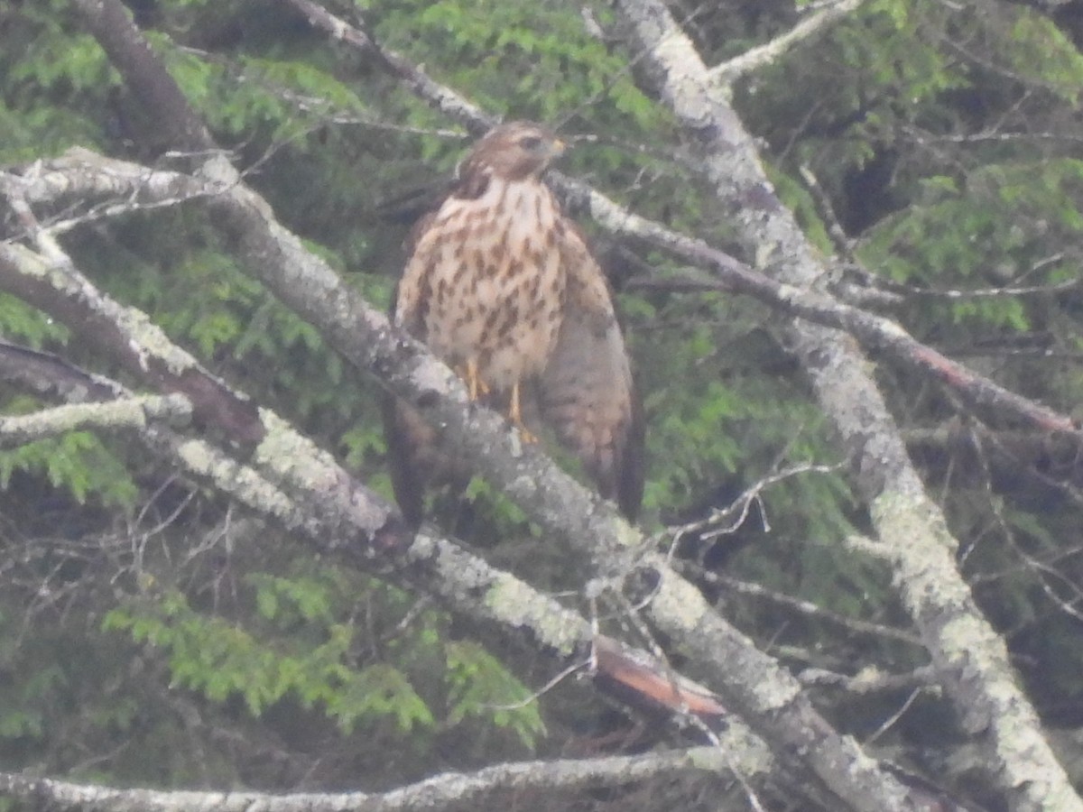 Red-shouldered Hawk - ML621815858