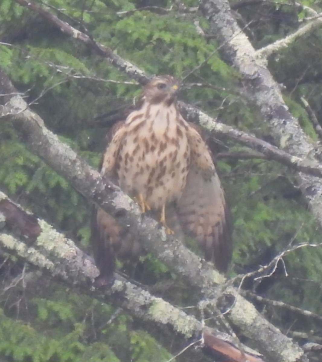 Red-shouldered Hawk - ML621815859